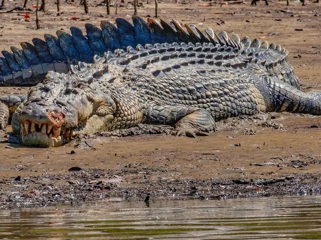 A large crocodile resting on a muddy bank near the water.