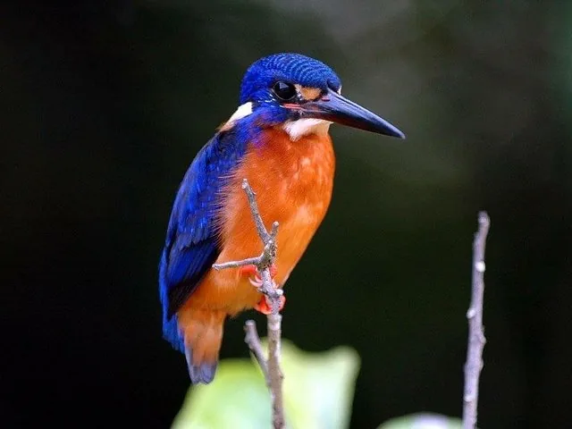 A striking blue and orange kingfisher perched on a thin, bare branch.