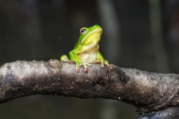 A bright green tree frog sitting on a textured branch.