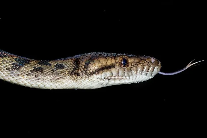 Close-up of a snake's head with its tongue flicking out in the dark.