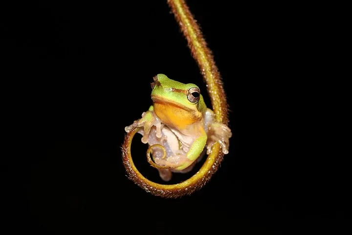 A small green frog resting inside the curl of a thin brown stem.
