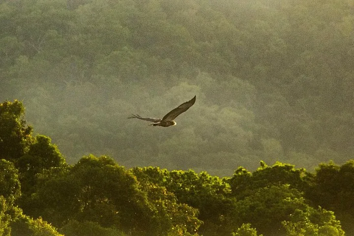 A bird of prey in flight over a dense green forest canopy.