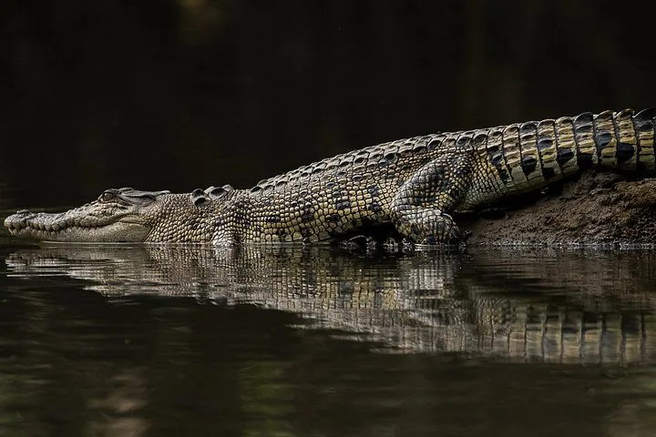 A crocodile partially submerged in calm dark water next to a muddy bank.
