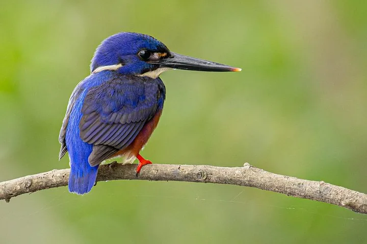 A vibrant blue and orange kingfisher bird perched on a branch.