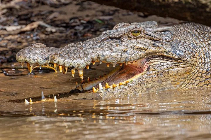 Close-up of a crocodile's head with its mouth slightly open in muddy water.