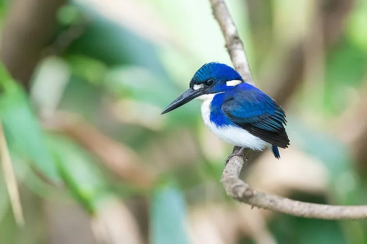 A small blue and white kingfisher perched on a branch.