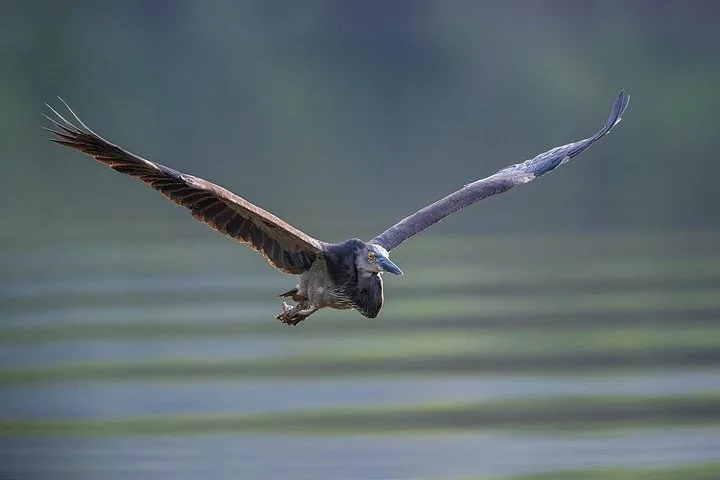 A large bird in flight with wings fully extended over a blurry background.