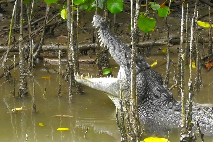 A crocodile with its mouth wide open among mangrove roots in muddy water.
