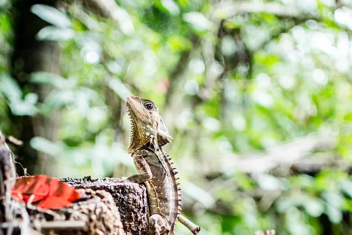 A lizard with a spiky crest perched on a log in a forest setting.