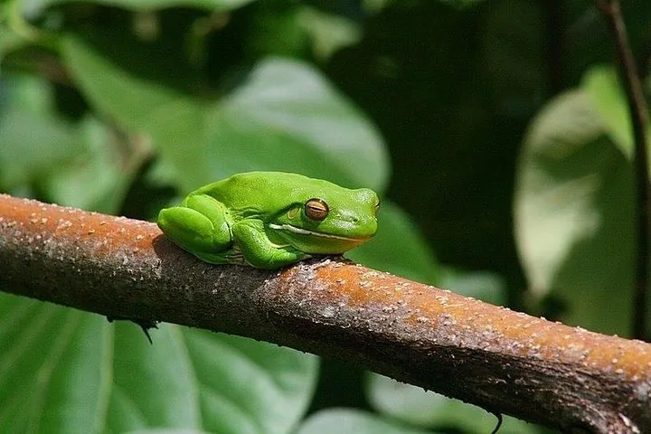 A bright green tree frog resting flat against a smooth brown branch.